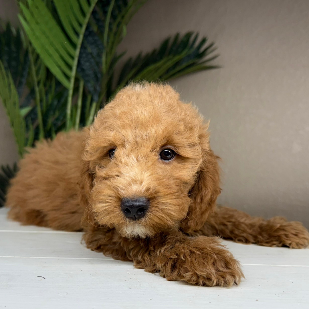 Micro-Goldendoodle