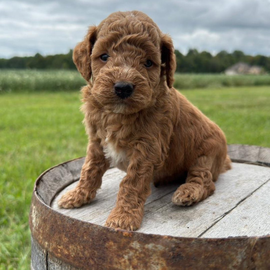 Micro-Goldendoodles