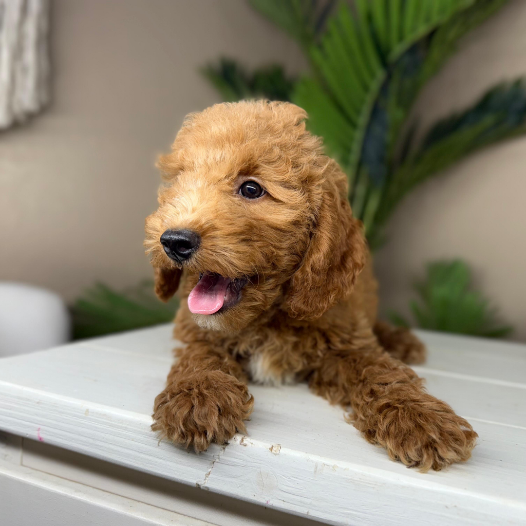 Micro-Goldendoodle