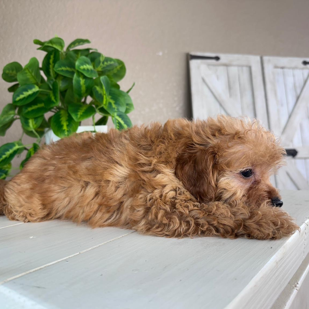 Micro-Goldendoodle-Puppies