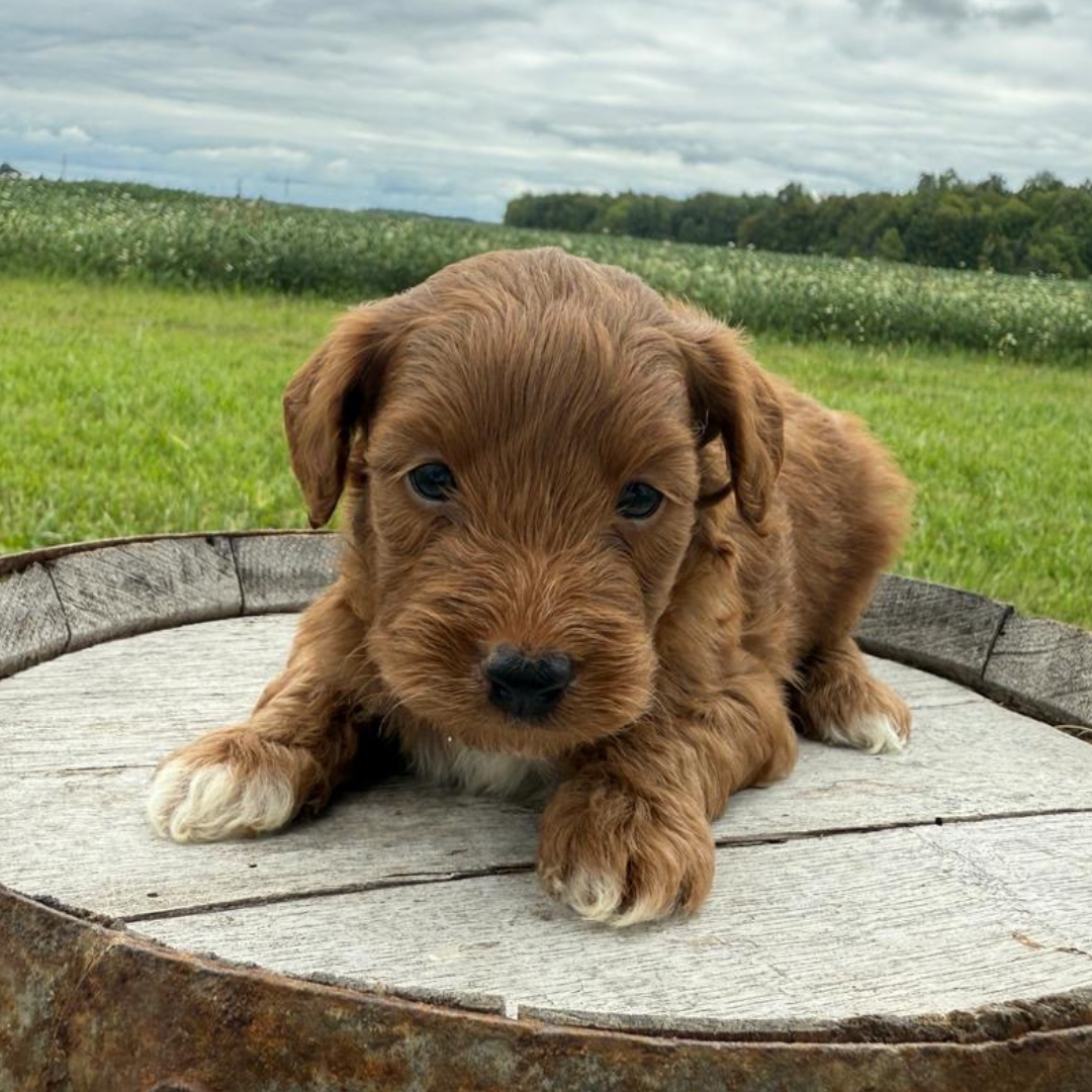Mini-Goldendoodles