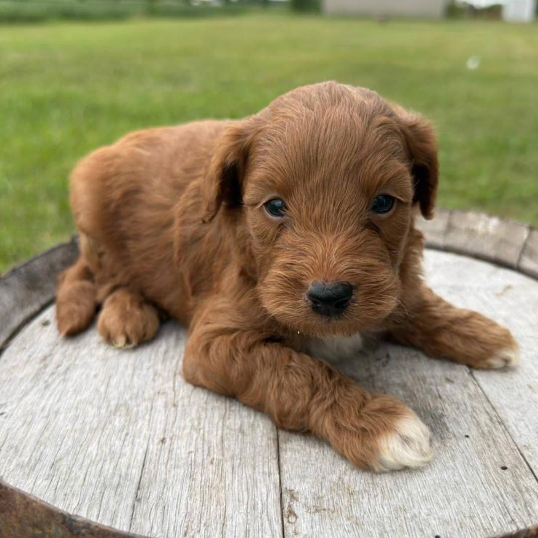 Mini-Goldendoodles
