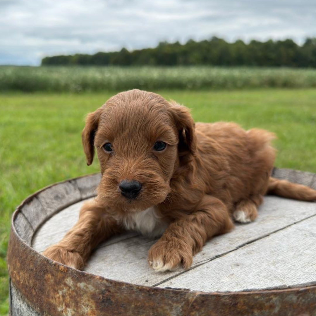 Mini-Goldendoodles