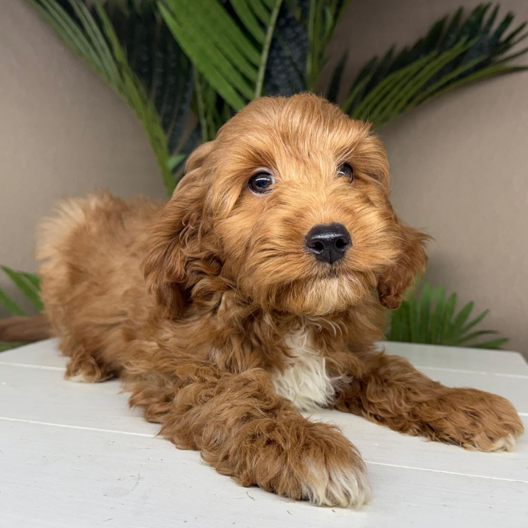 Micro-Goldendoodles