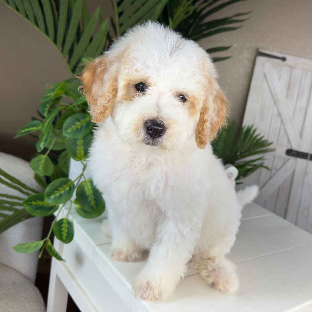 Micro-Goldendoodle