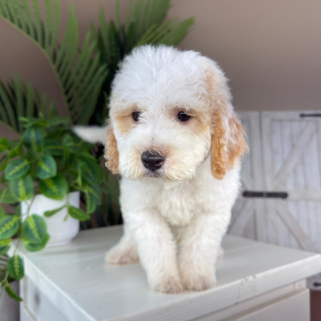 Micro-Goldendoodle