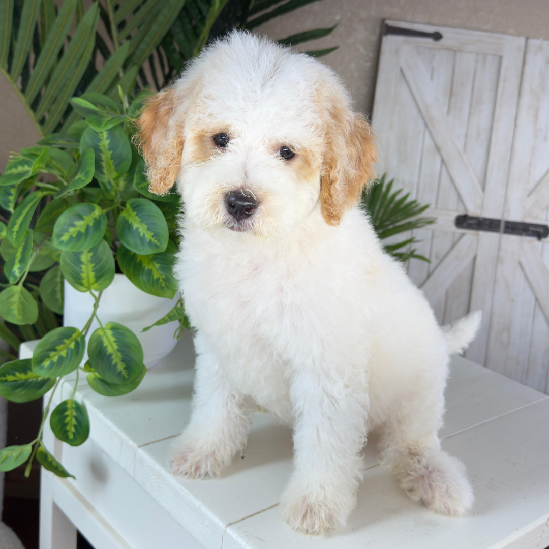Micro-Goldendoodle