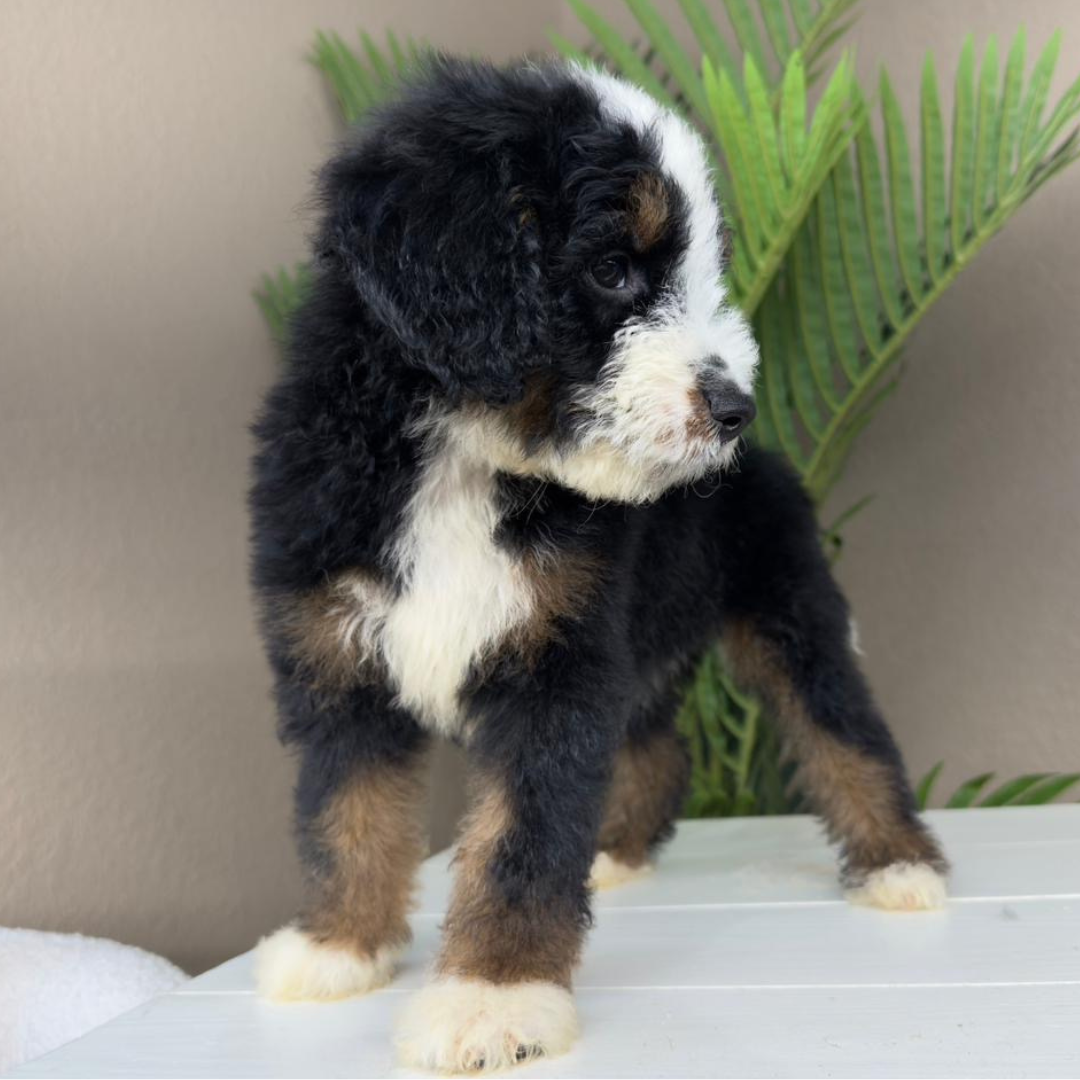 Micro-Bernedoodle-Breeder