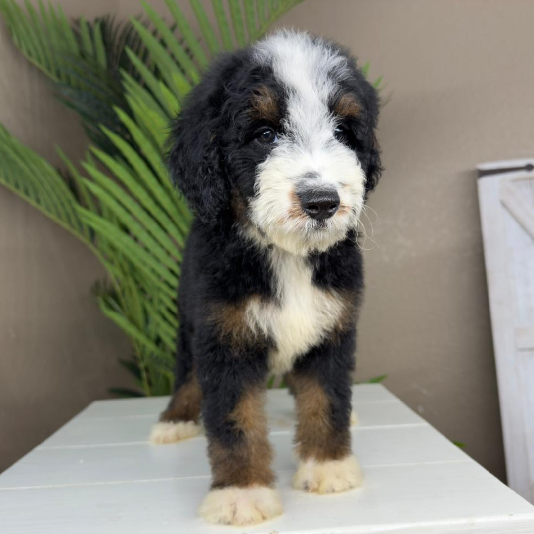 Micro-Bernedoodle-Breeder