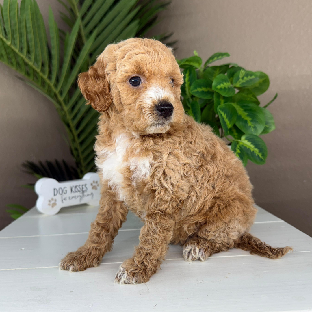 Micro-Goldendoodles