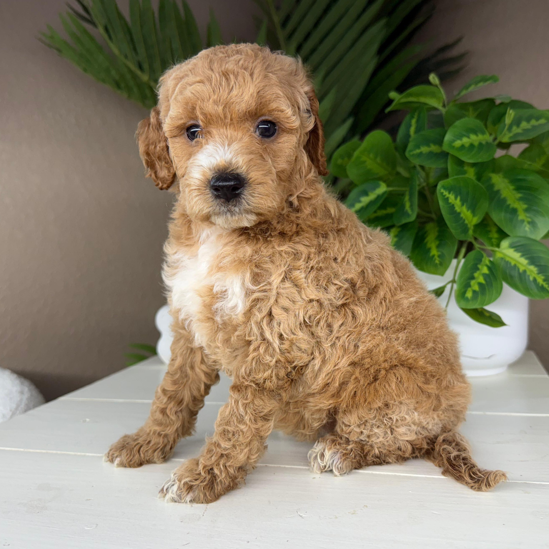 Micro-Goldendoodles