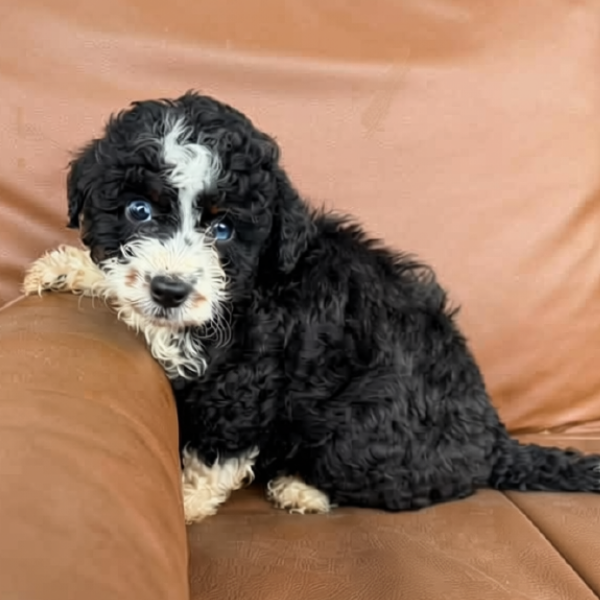 Micro-Bernedoodle