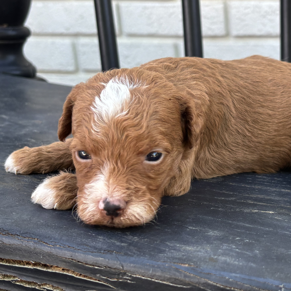 Micro-Goldendoodle-Puppy