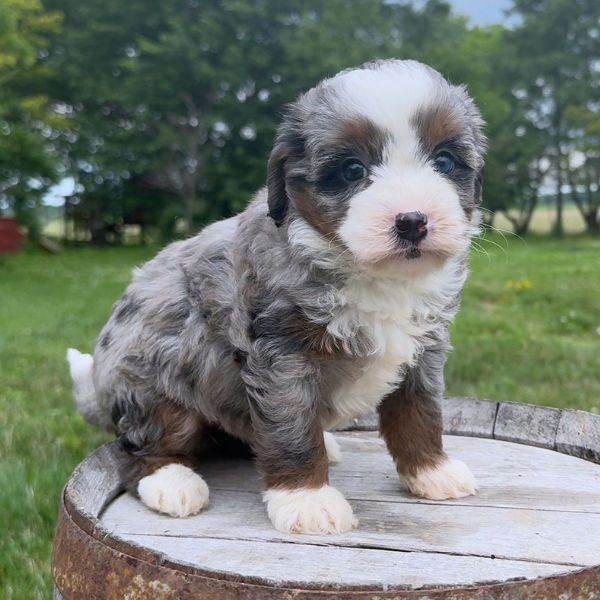 Merle-Bernedoodle