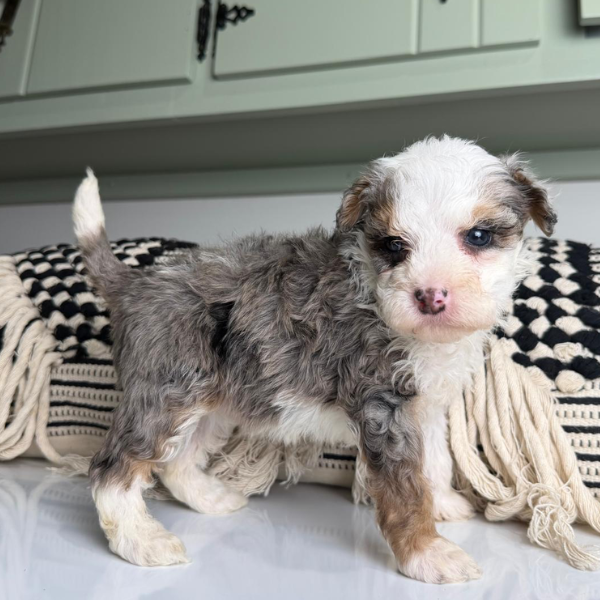 Merle-Bernedoodle