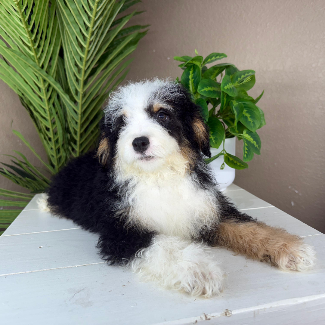 Micro-Bernedoodles