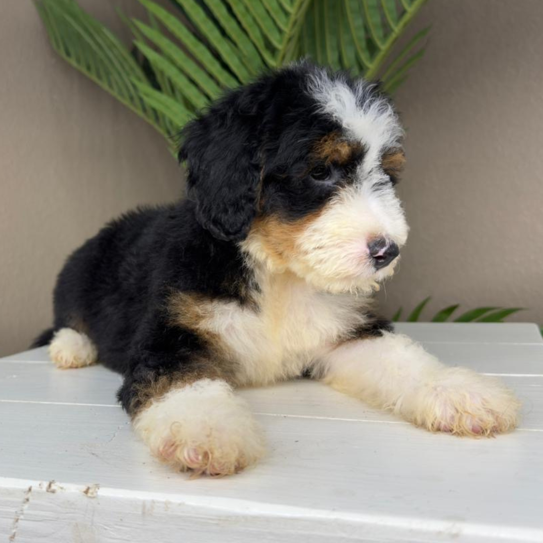 Micro-Bernedoodle-Breeder