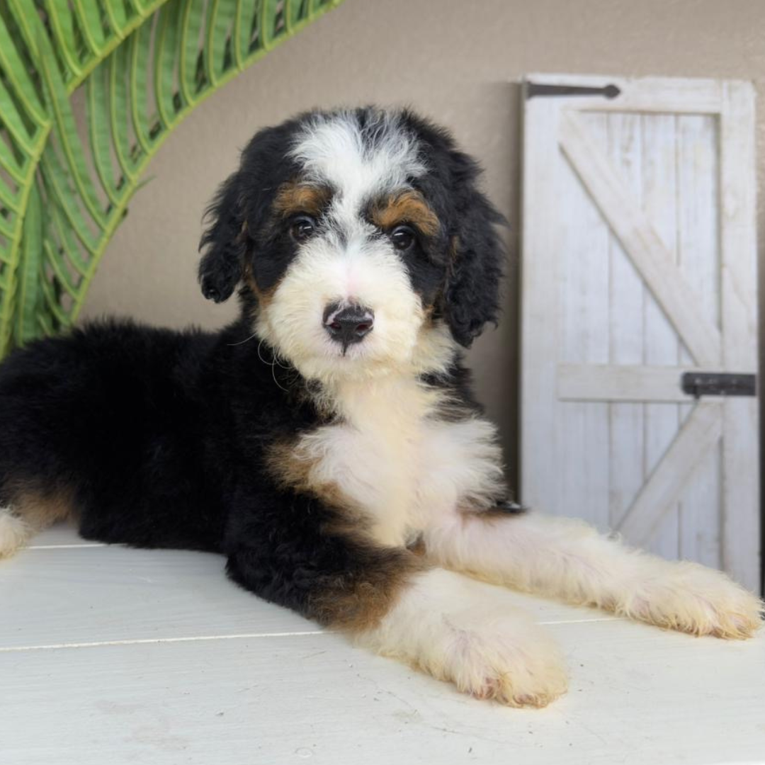 Micro-Bernedoodle-Breeder