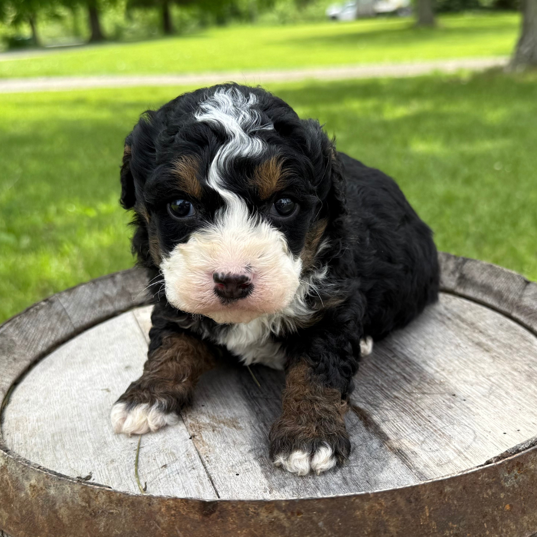 Micro-Bernedoodle-Puppy