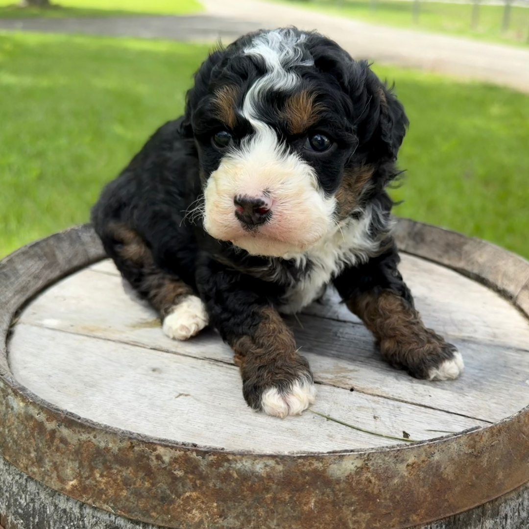 Micro-Bernedoodle-Puppy