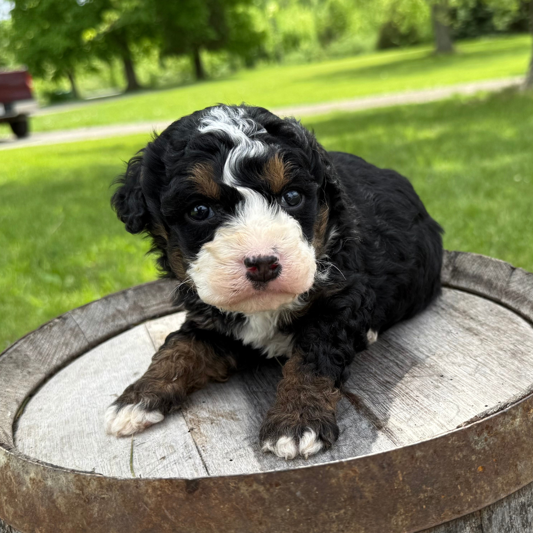 Micro-Bernedoodle-Puppy