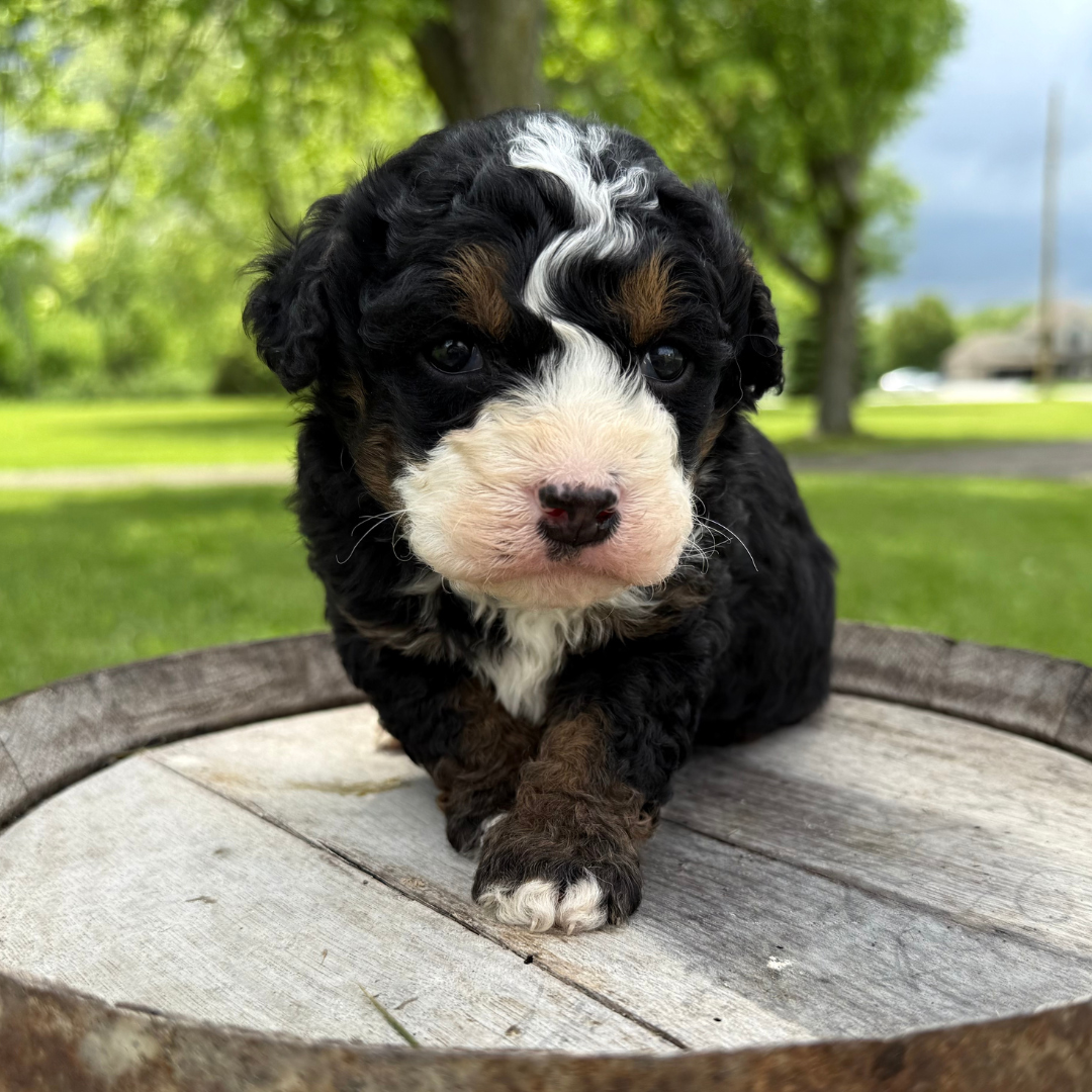 Micro-Bernedoodle-Puppy