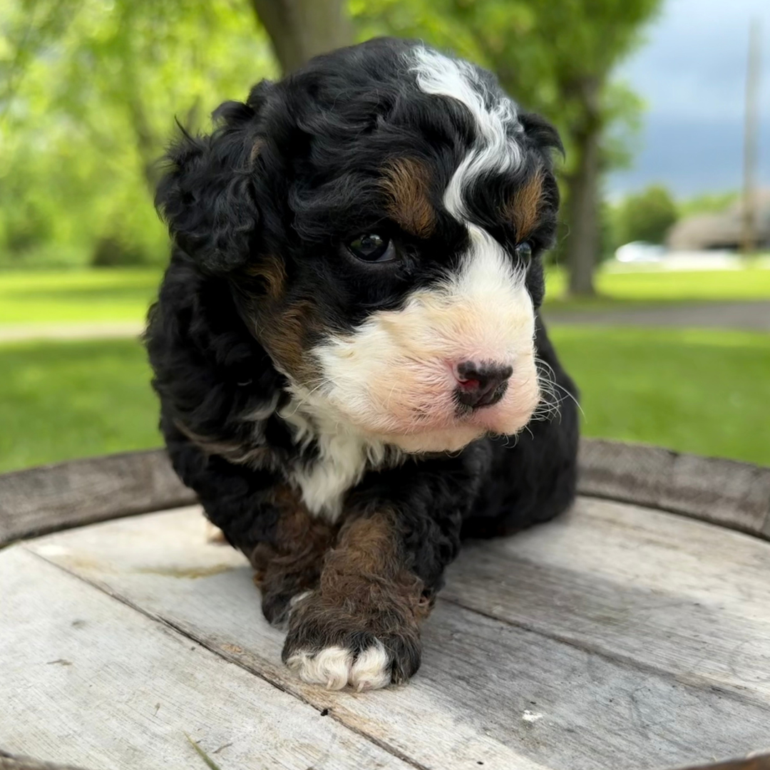 Micro-Bernedoodle-Puppy