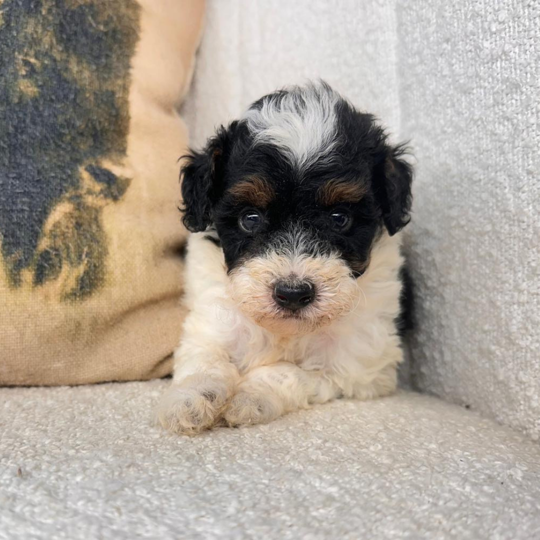 Micro-Bernedoodles