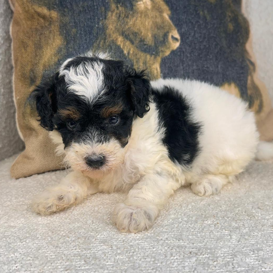 Micro-Bernedoodles