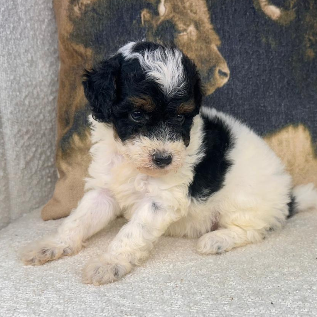 Micro-Bernedoodles
