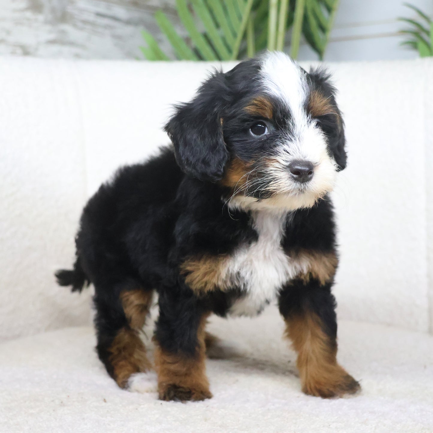 Tricolor-Bernedoodle-Puppies