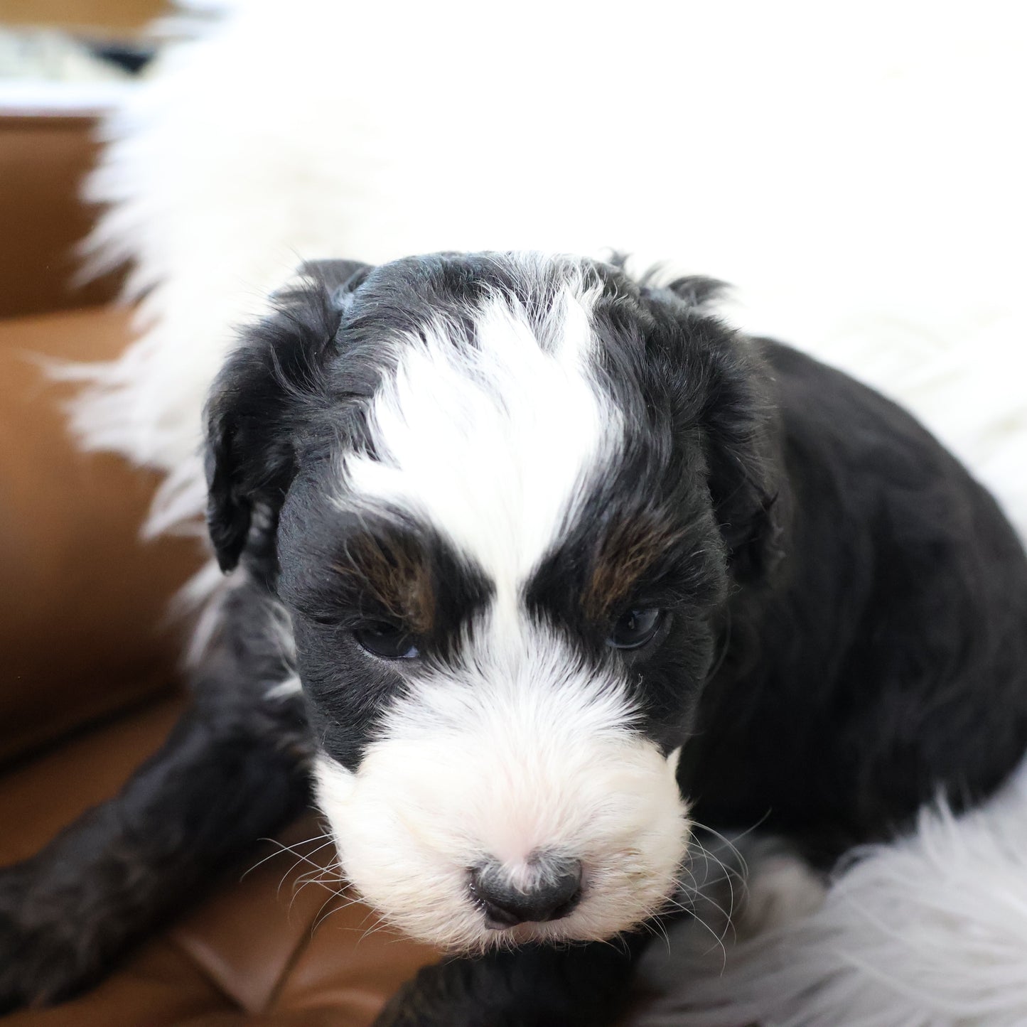 Tricolor-Bernedoodle