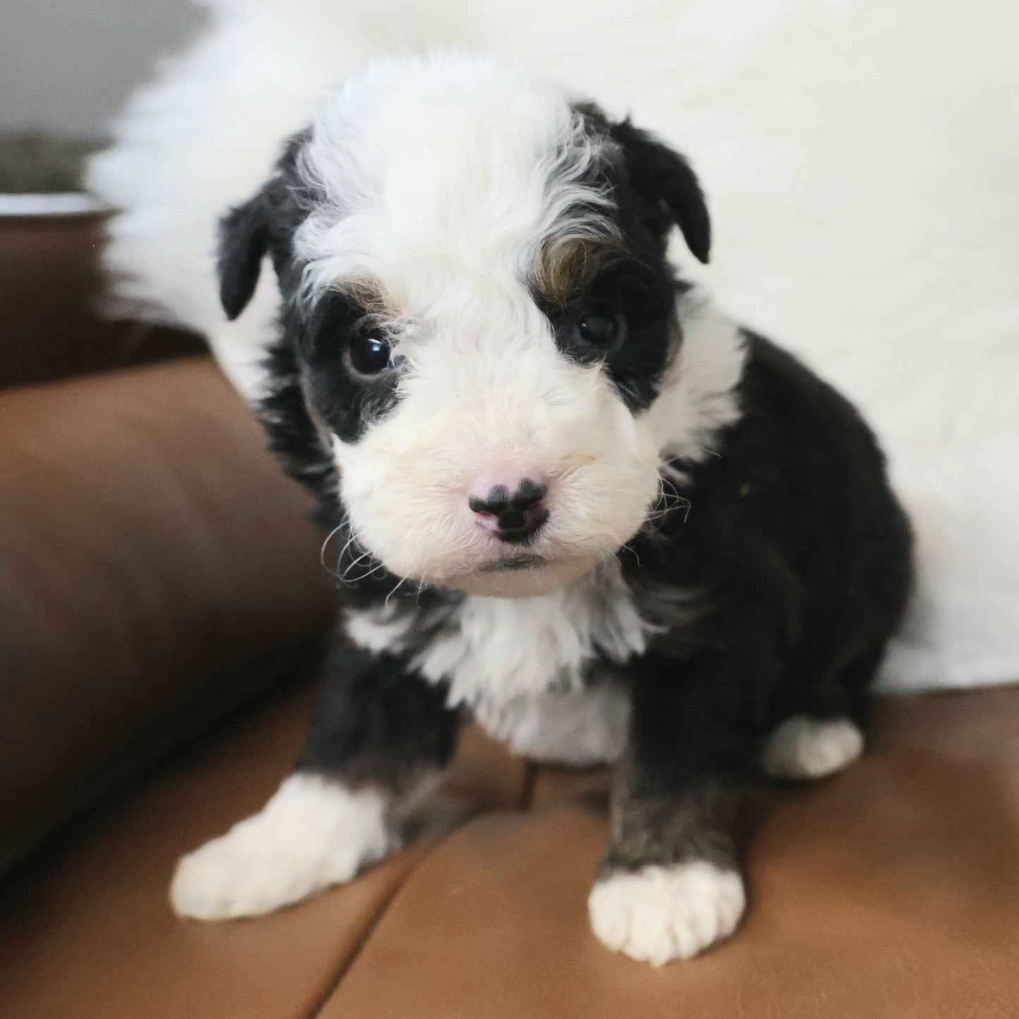 Tricolor-Bernedoodle