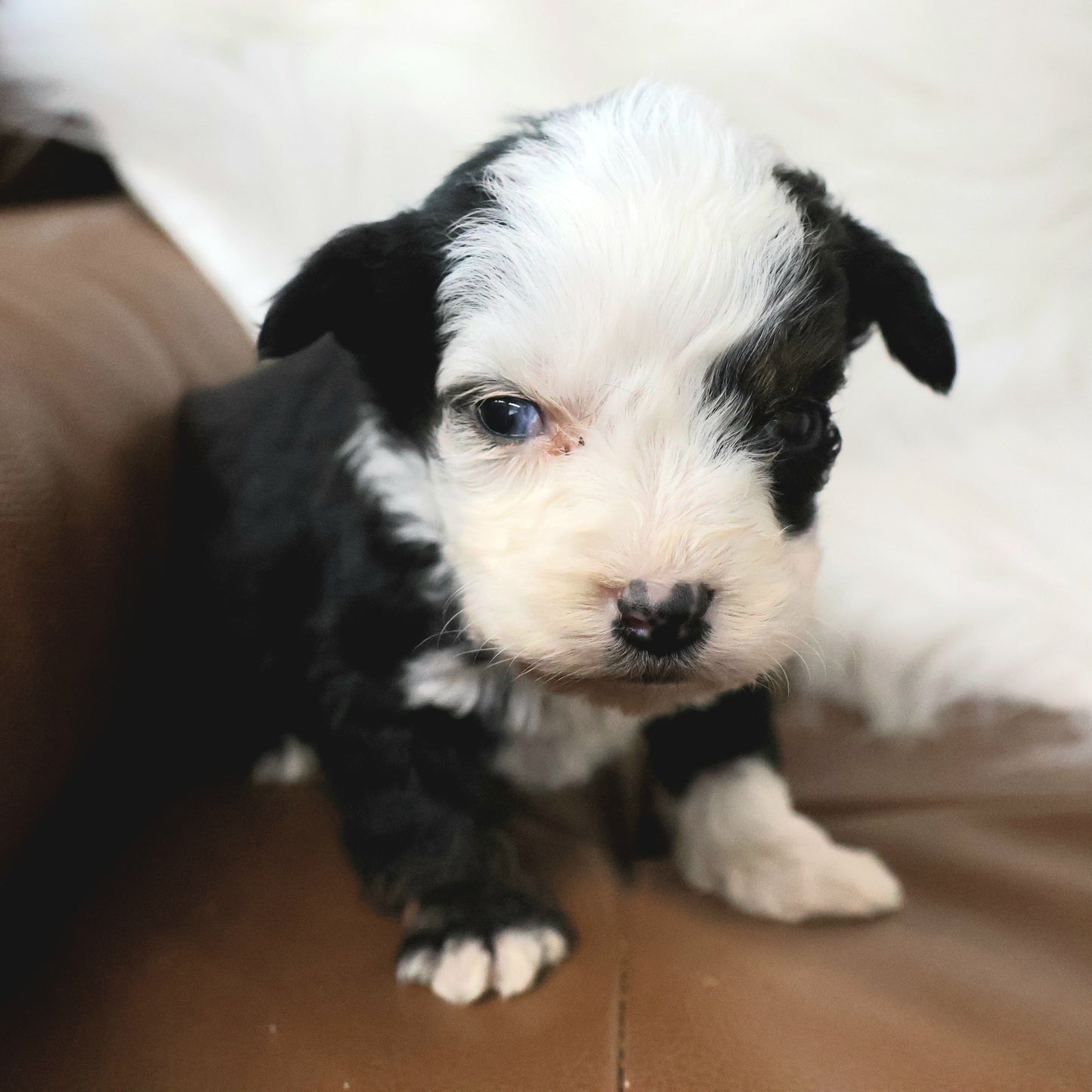 Blue-Eyed-Micro-Bernedoodle