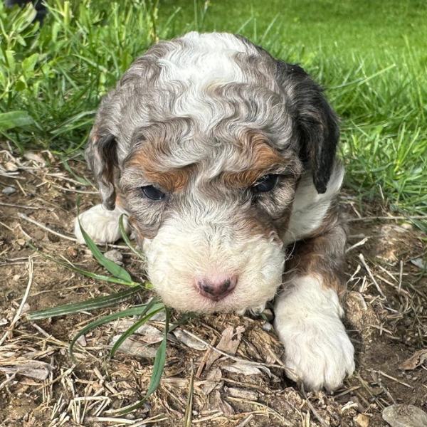 Merle-Bernedoodle