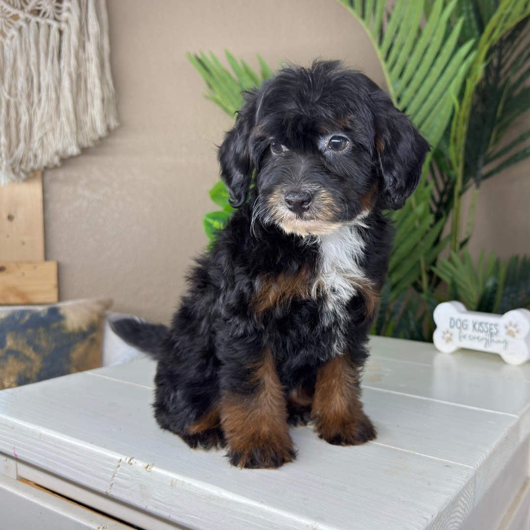 Micro-Bernedoodle