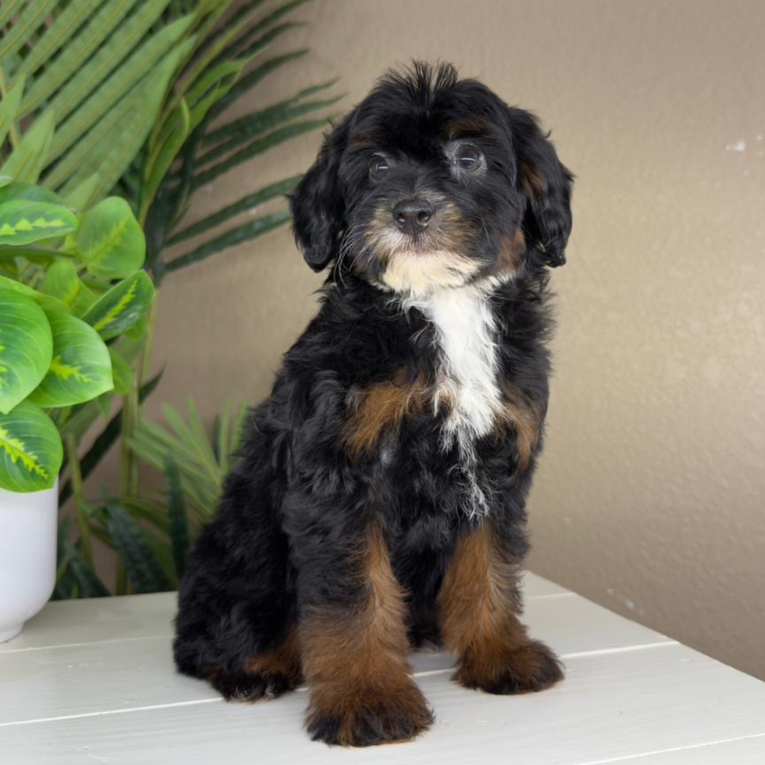 Micro-Bernedoodle