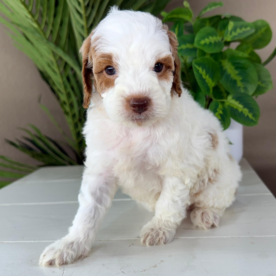Micro-Goldendoodles
