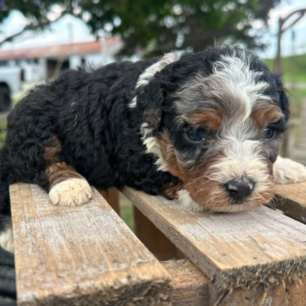 Bernedoodle-Puppy