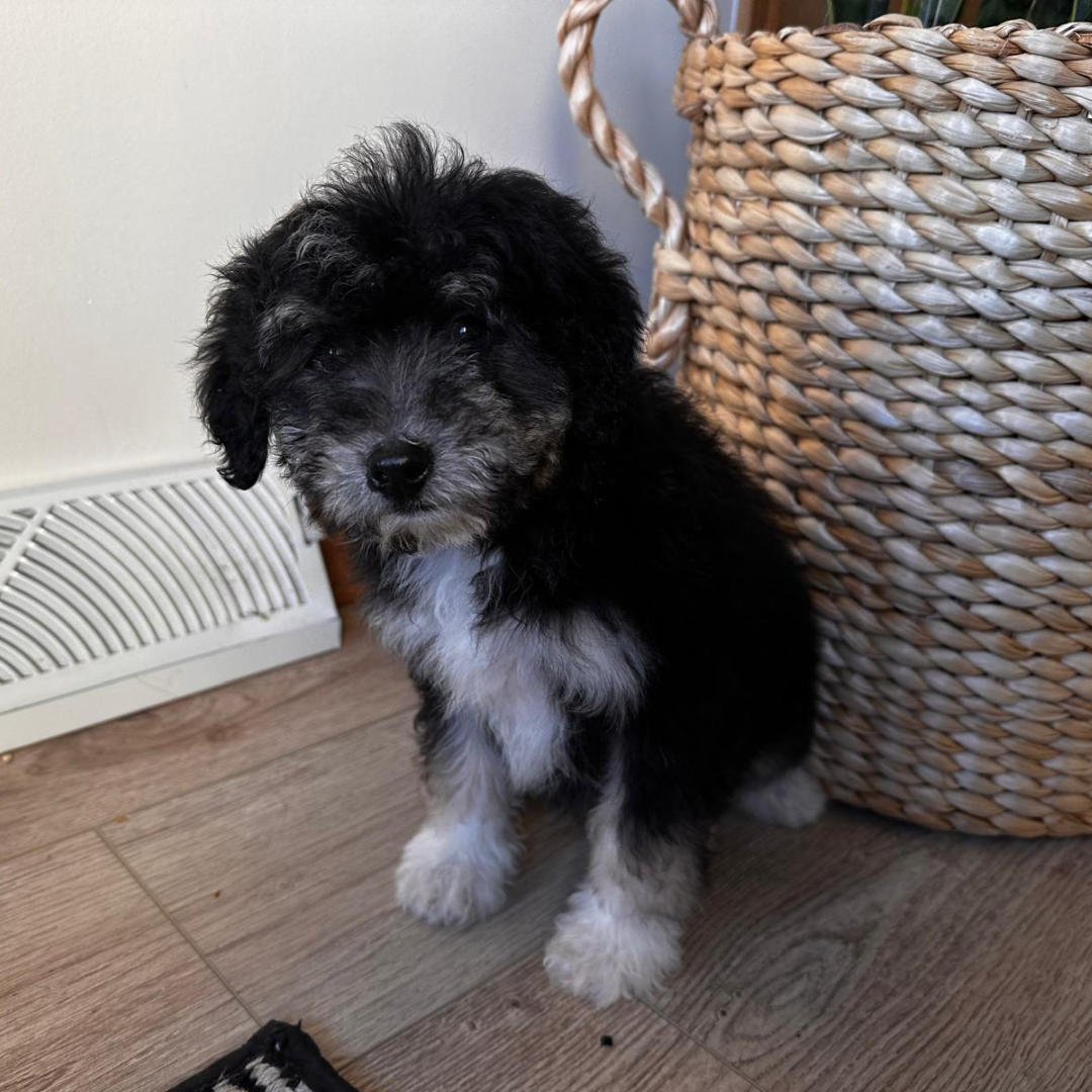 Micro-Bernedoodle-Pup