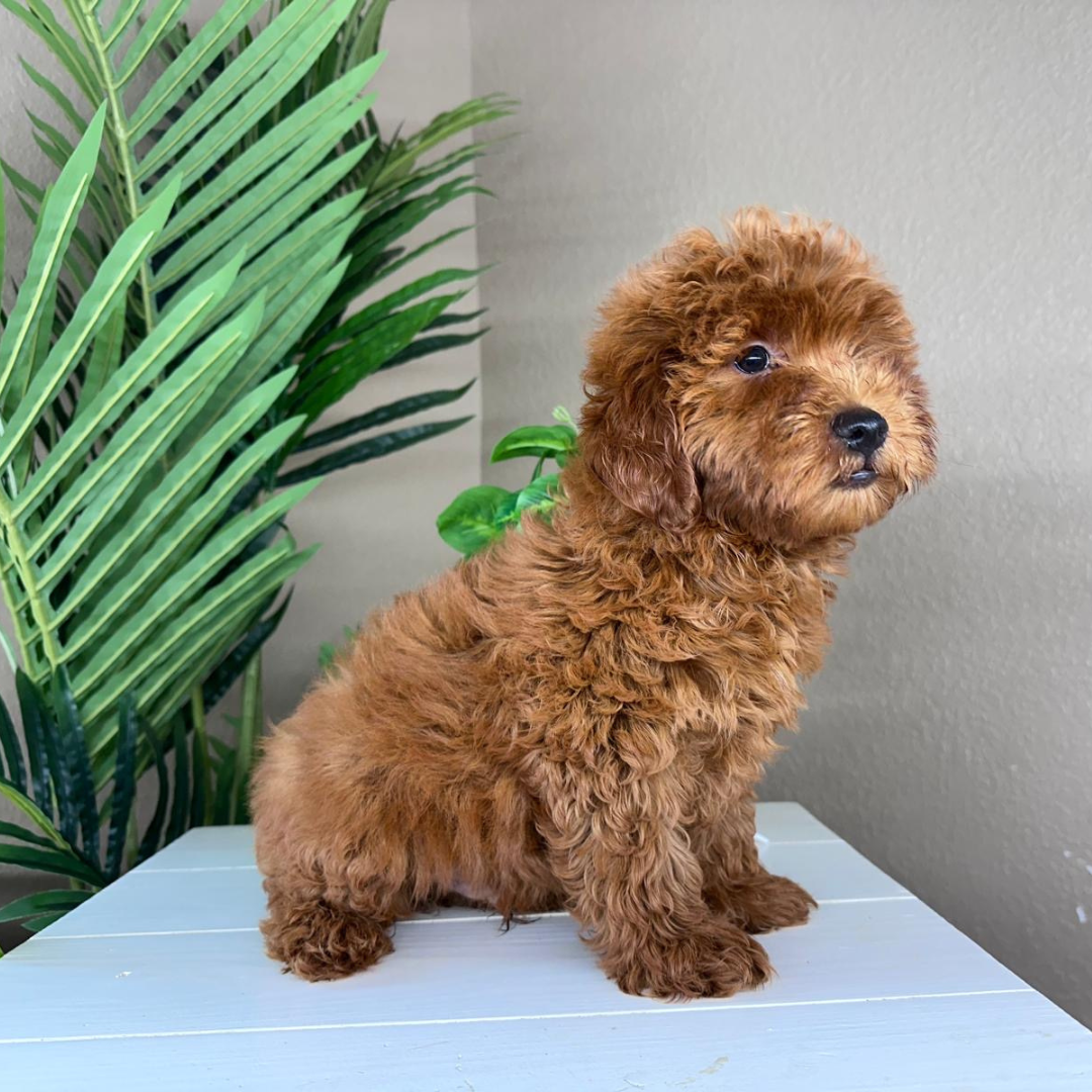 Best-Goldendoodle-Breeder