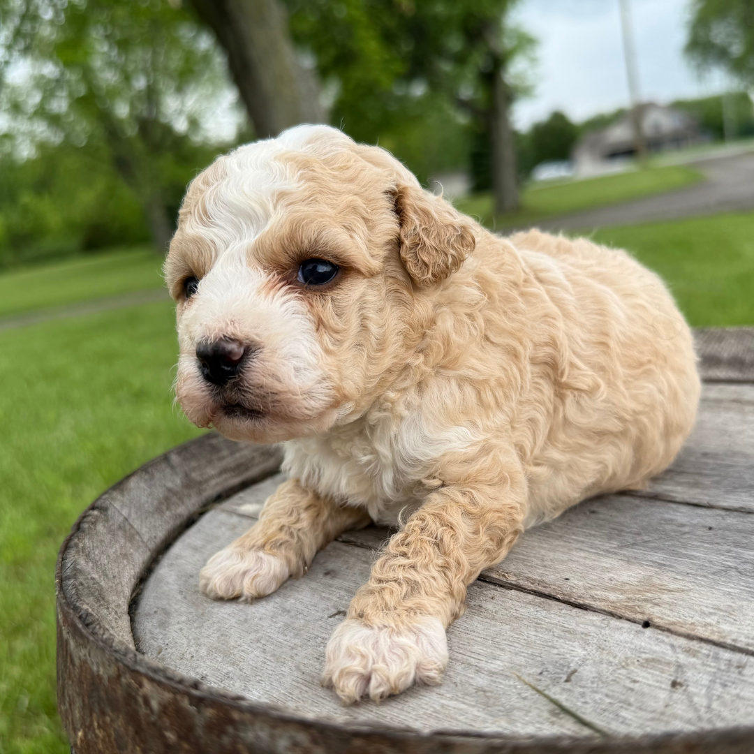 Micro-Bernedoodle-Puppy