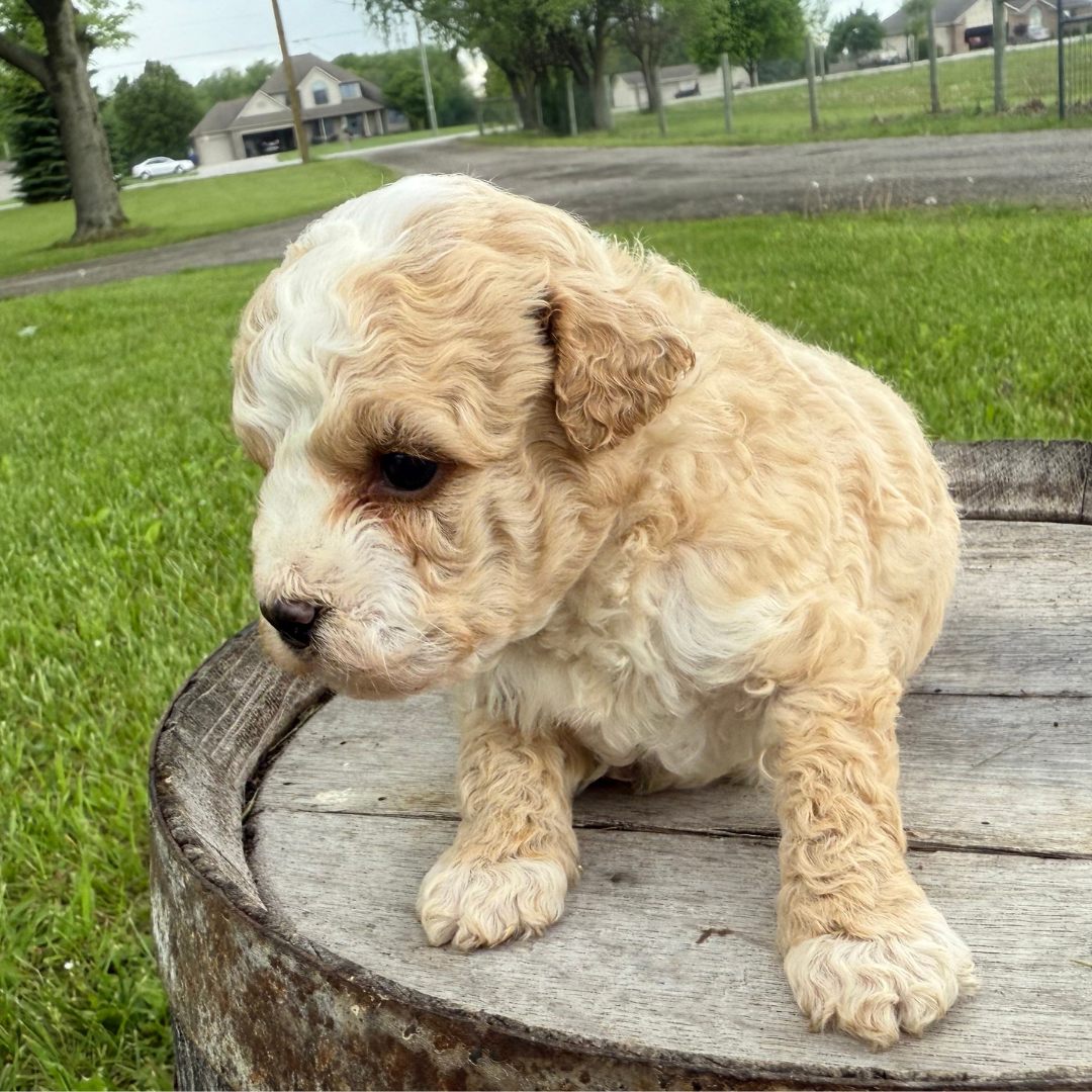 Micro-Bernedoodle-Puppy