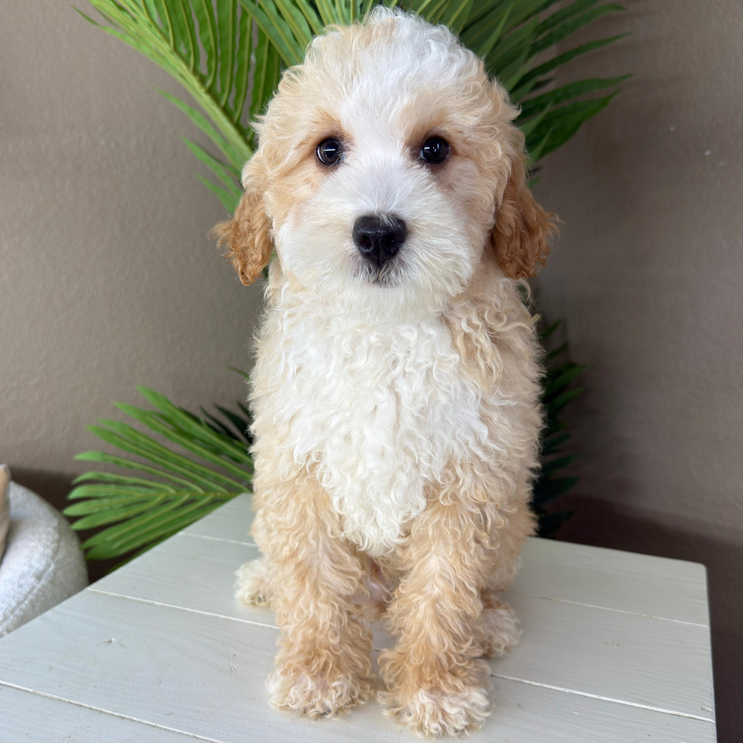 Micro-Bernedoodles