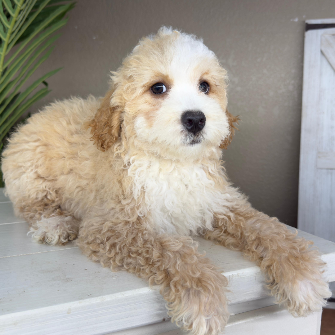 Micro-Bernedoodles
