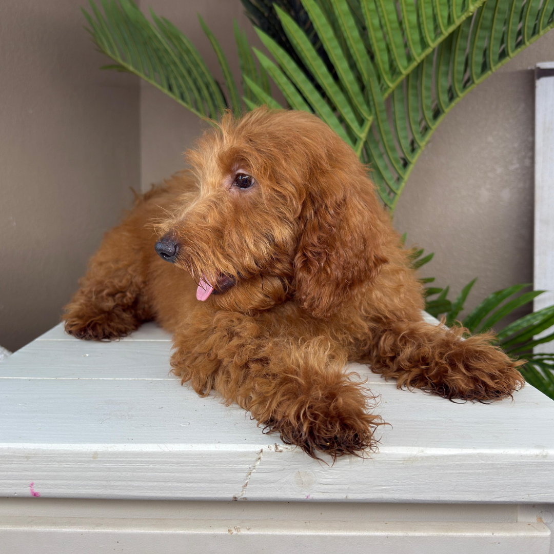 Best-Goldendoodle-Breeder