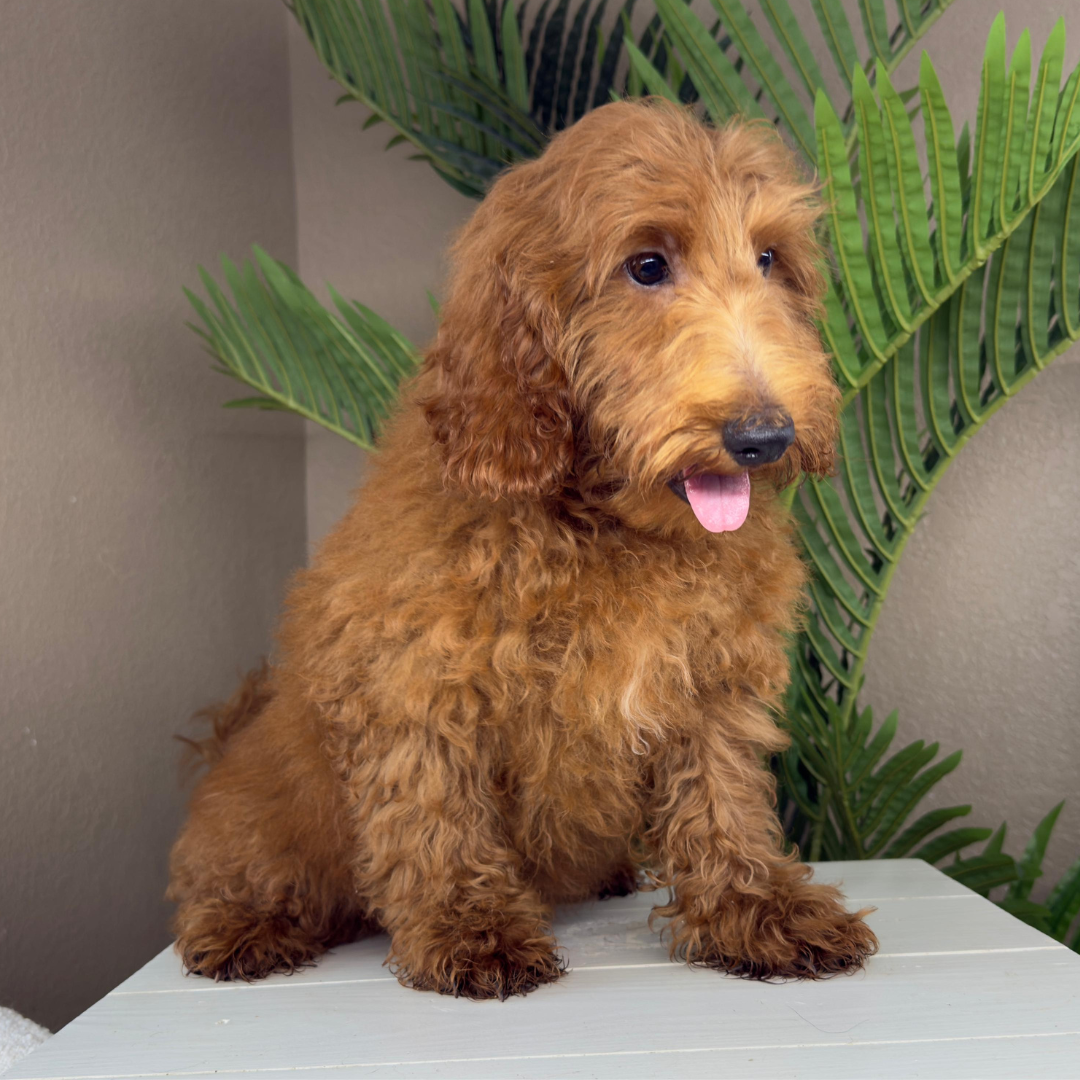 Best-Goldendoodle-Breeder