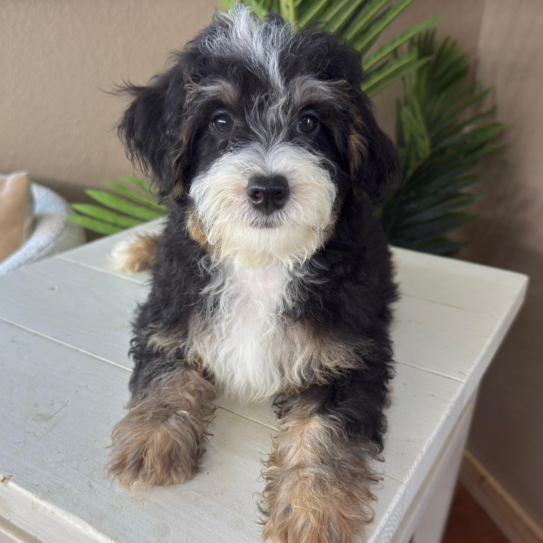 Micro-Bernedoodles