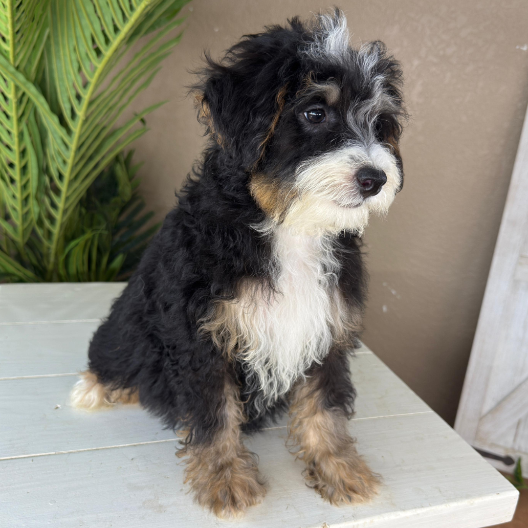 Micro-Bernedoodles