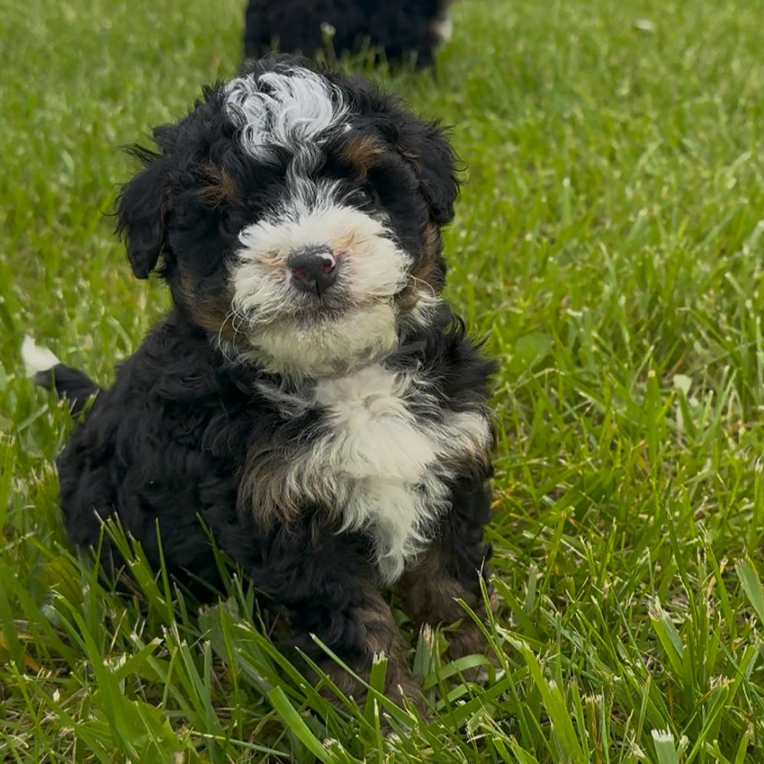 Mini-Bernedoodle-Puppy